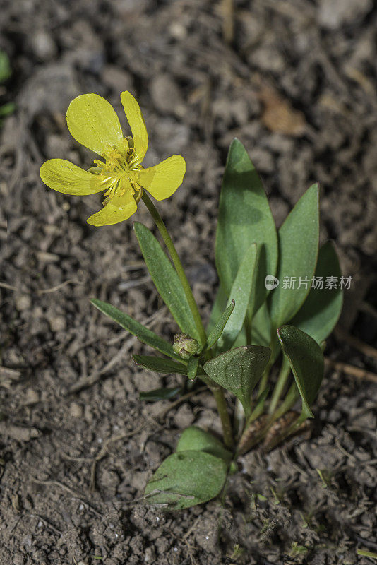 毛毛茛(Ranunculus glaberrimus)是山艾草毛茛科的一种开花植物，在早春生长在黄石国家公园